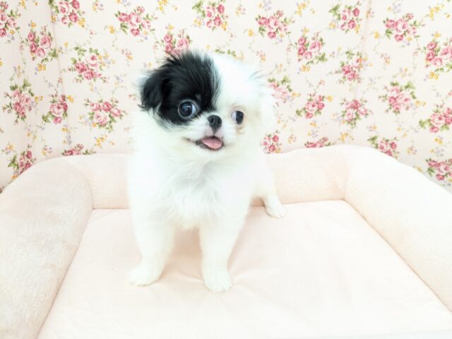 ハイテンションガール💗　狆の女のコ　2025/7/14撮影