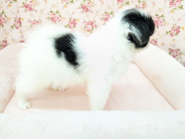 狆（チン）