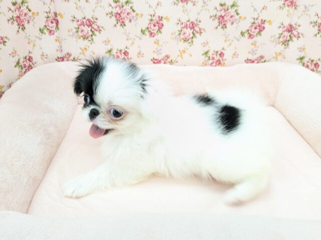 狆（チン）