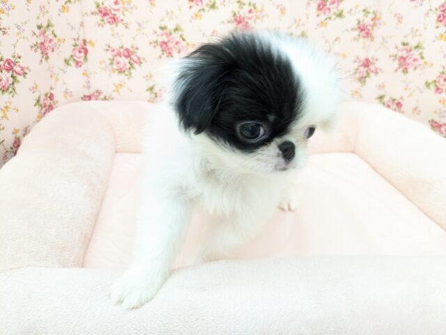 狆（チン）