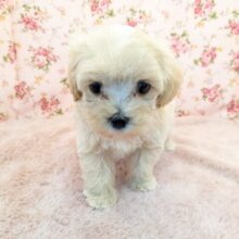 かまって欲しくてたまらない…💗　ハーフ犬（マルチーズ×トイプードル）の女のコ💗　2025/7/18撮影