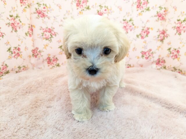 かまって欲しくてたまらない…💗　ハーフ犬（マルチーズ×トイプードル）の女のコ💗　2025/7/18撮影