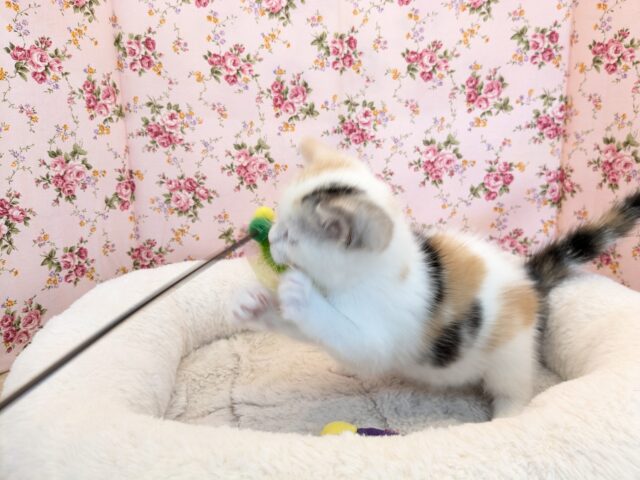 マンチカン
