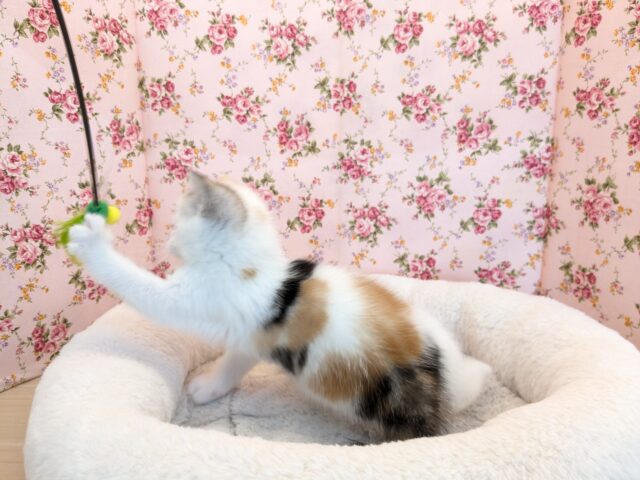 マンチカン