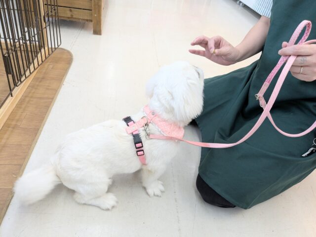 ペキニーズ