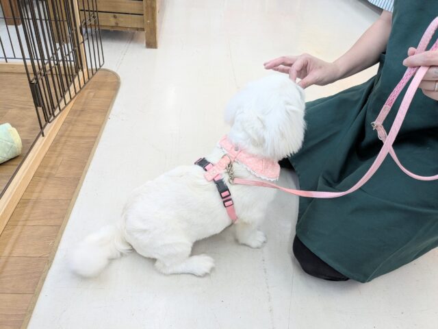 ペキニーズ