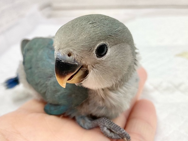 コザクラインコ（ブルー）　落ち着いた雰囲気の青色です！