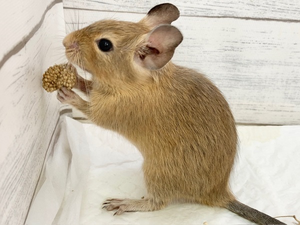 デグー