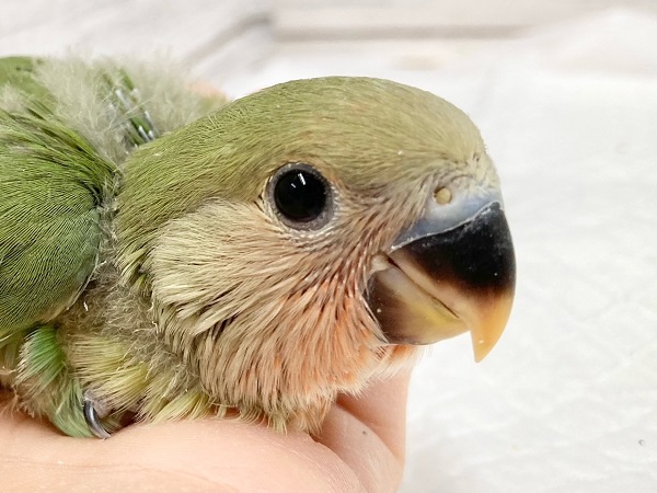 コザクラインコ（ノーマル）　ころころかわいいコザクラさんが来ました♪