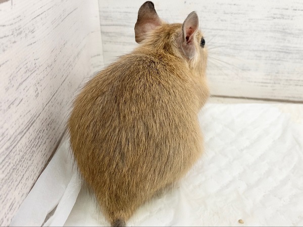デグー