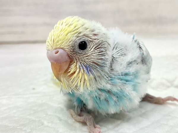 セキセイインコ（パステルレインボースパングル）　淡いカラーの人気者！