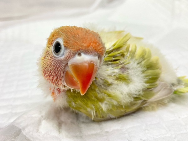 ヤマブキボタンインコ　白いアイリングが特徴的！