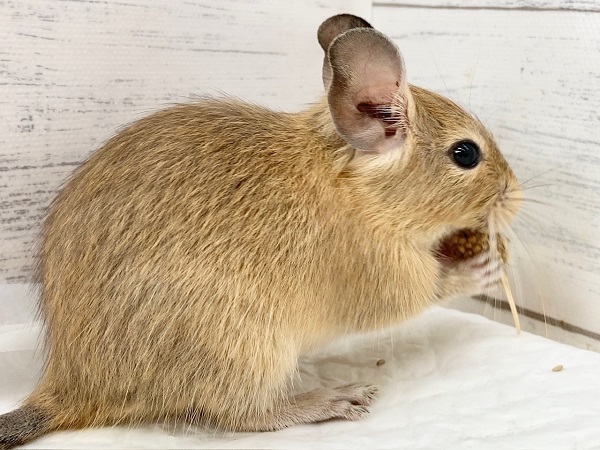 デグー