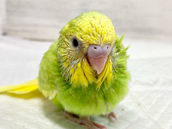 セキセイインコ（グリーンパイド）　緑と黄色がきれいな子が来ました！