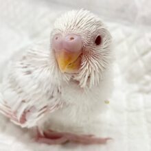 セキセイインコ（アルビノ）　赤いおめめがチャームポイント♪