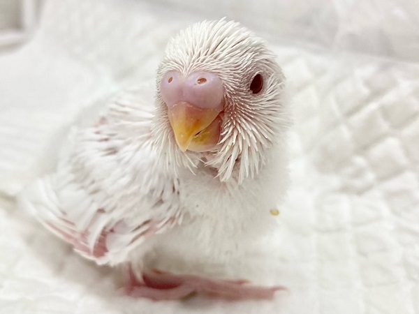 セキセイインコ（アルビノ）　赤いおめめがチャームポイント♪