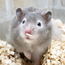 セーブルハムスター　男の子　ゴージャスな長毛が自慢です！