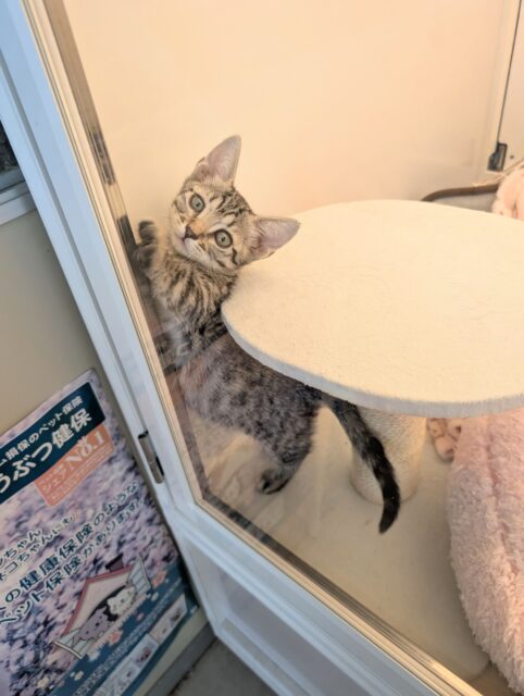 マンチカン