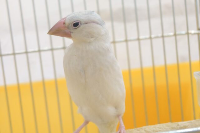 シルバー文鳥