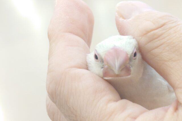 シルバー文鳥