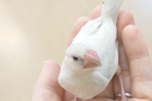 シルバー文鳥