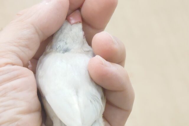シルバー文鳥