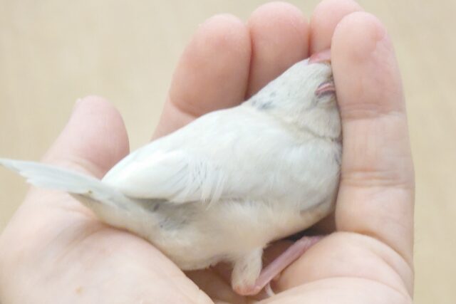 シルバー文鳥
