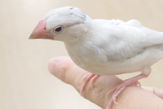 シルバー文鳥