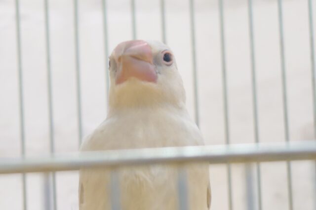 シルバー文鳥