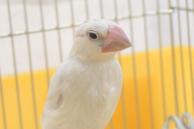 シルバー文鳥