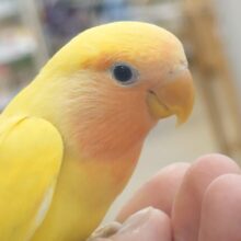 【最新画像更新🪄】常夏トロピカル🍉🍊🍋コザクラインコ(ゴールデンチェリー) ヒナ