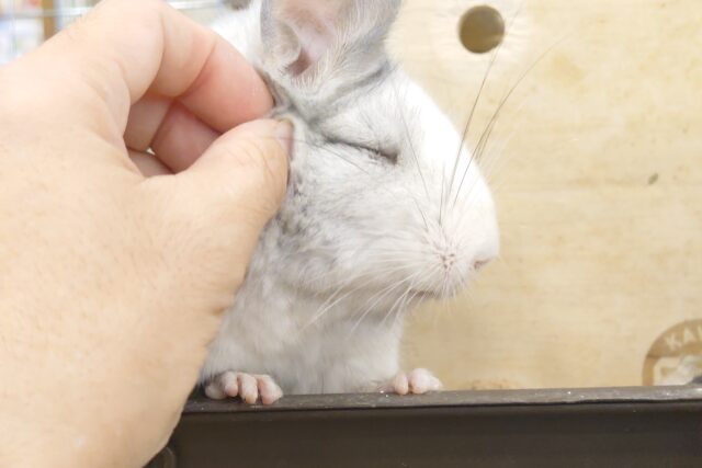 チンチラ
