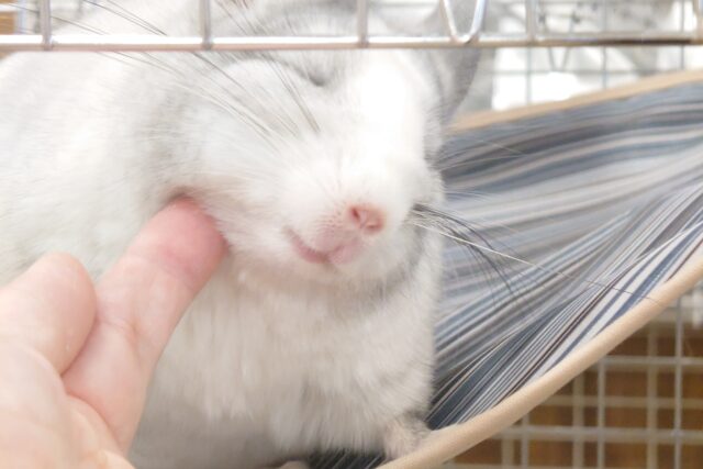 チンチラ