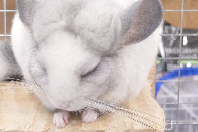 チンチラ