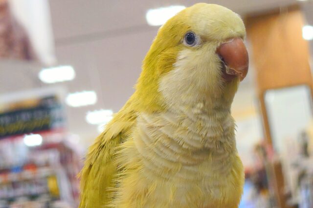 オキナインコ