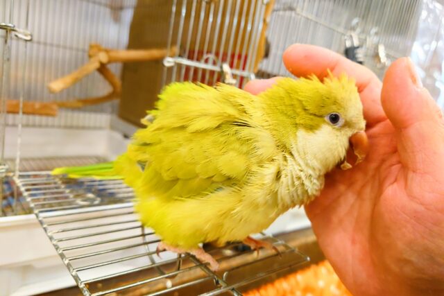 オキナインコ