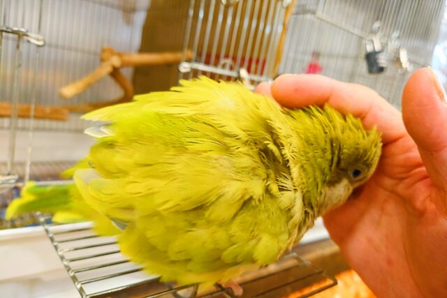 オキナインコ