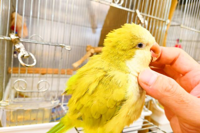 オキナインコ