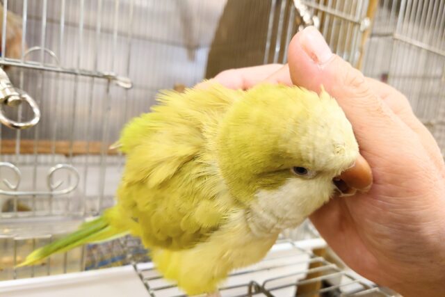オキナインコ