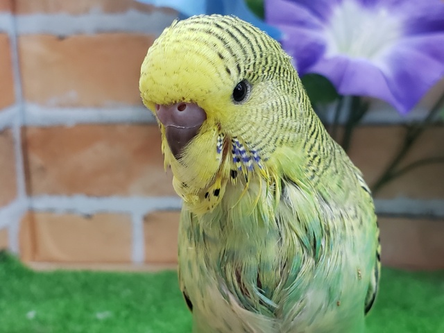 ムチムチボディー。ジャンボセキセイインコきたよ