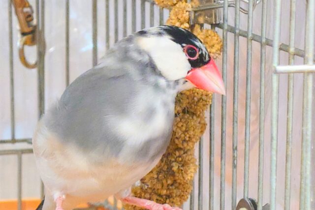 桜文鳥