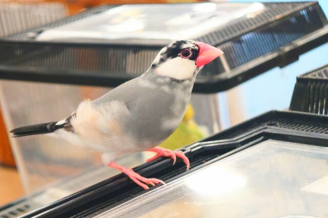 桜文鳥