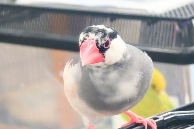 桜文鳥