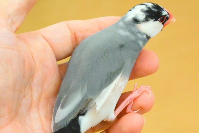 桜文鳥