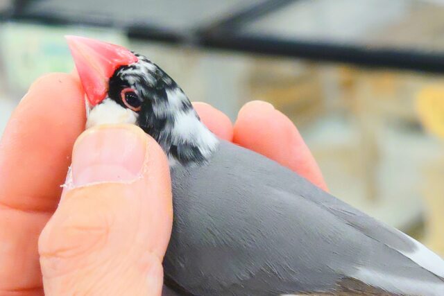 桜文鳥
