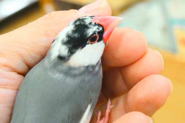 桜文鳥