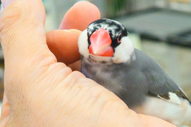 桜文鳥