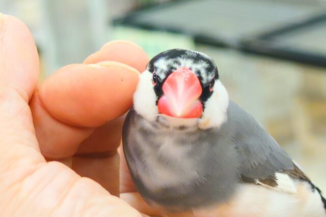 桜文鳥