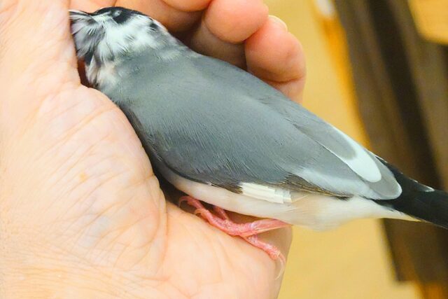 桜文鳥