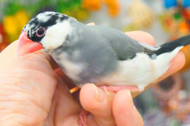 桜文鳥